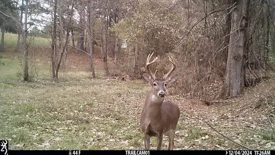 Deer in the Landscape