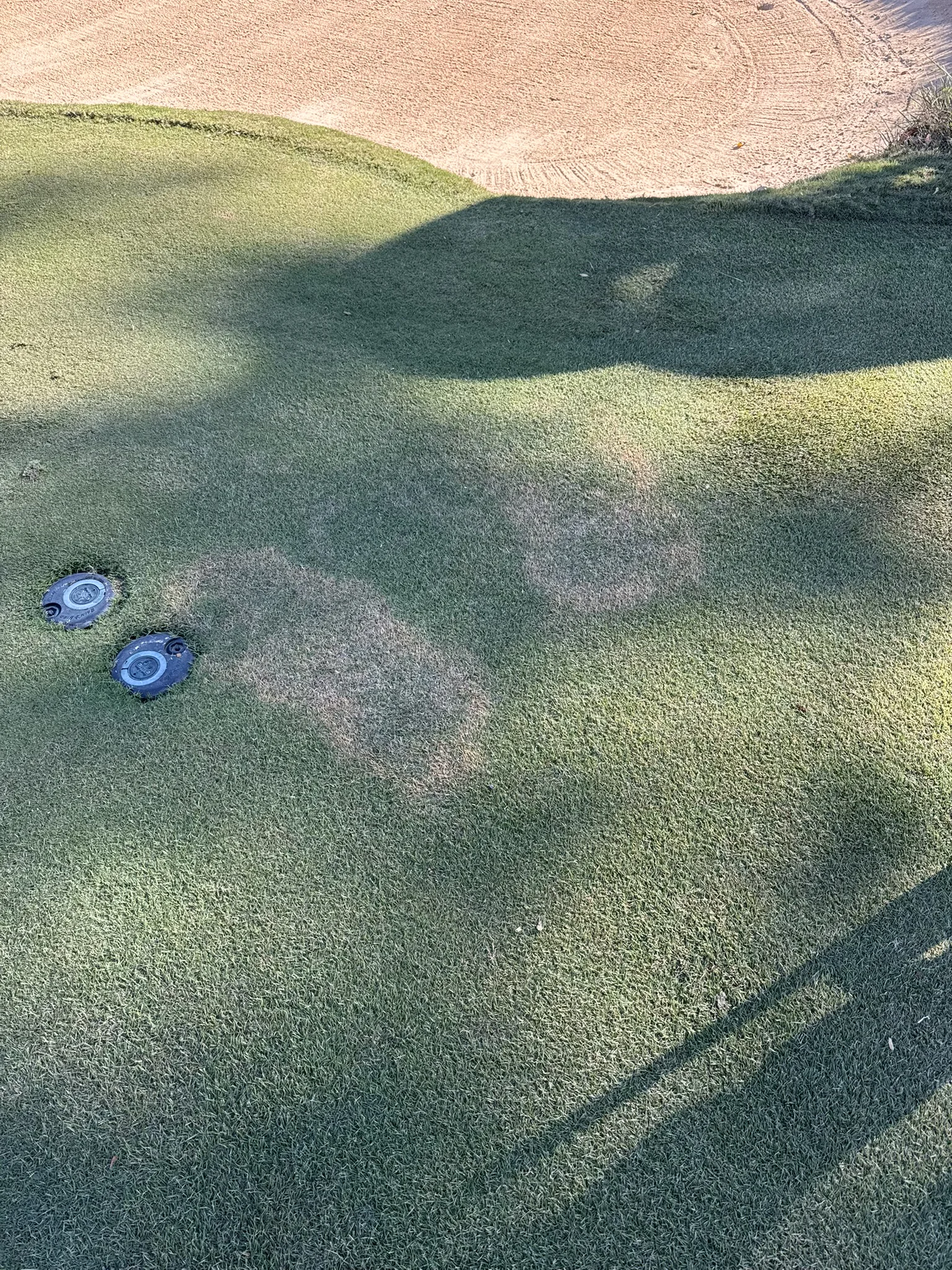 Green Earth technician inspecting brown patch fungus on a Memphis lawn