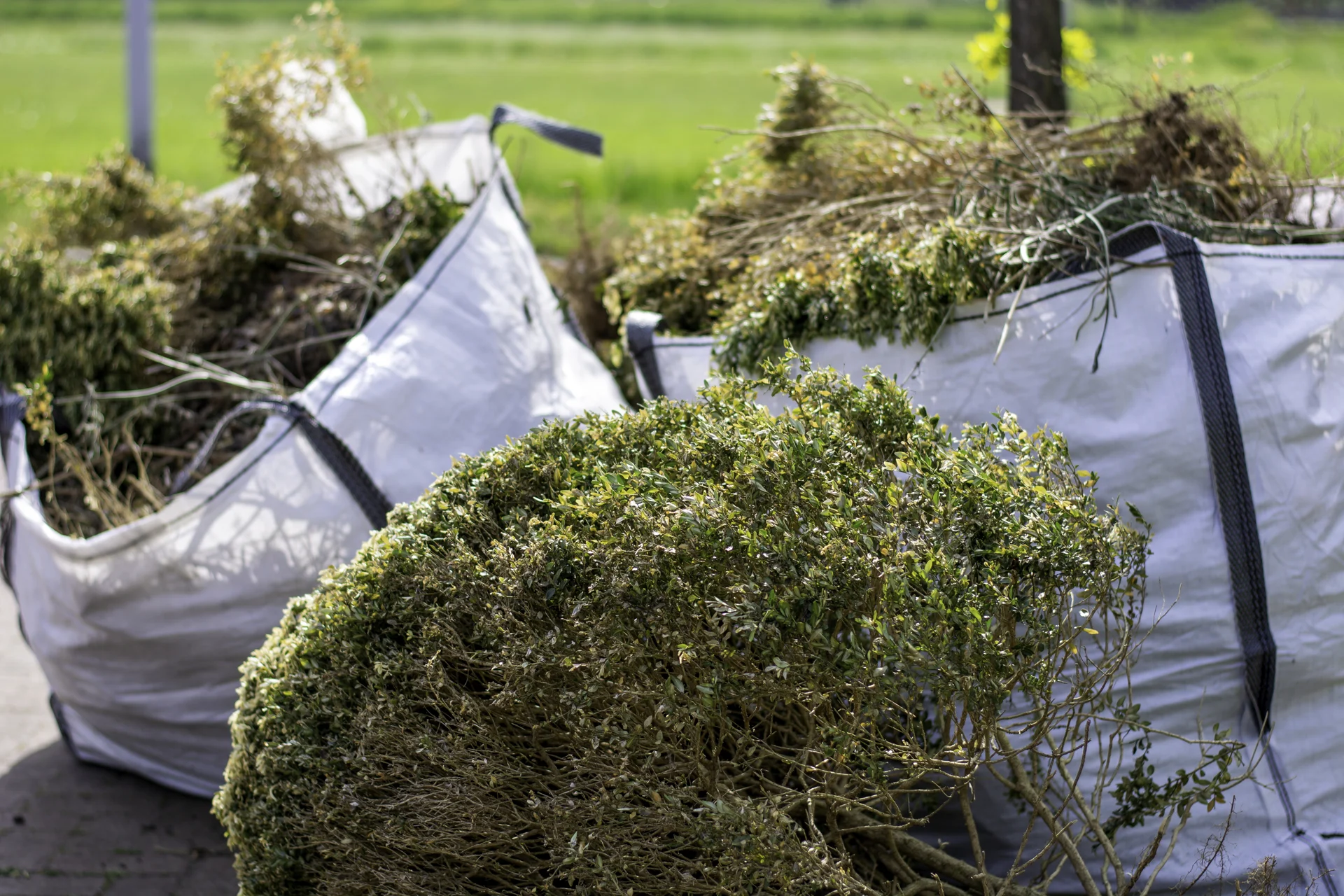 yard cleanup