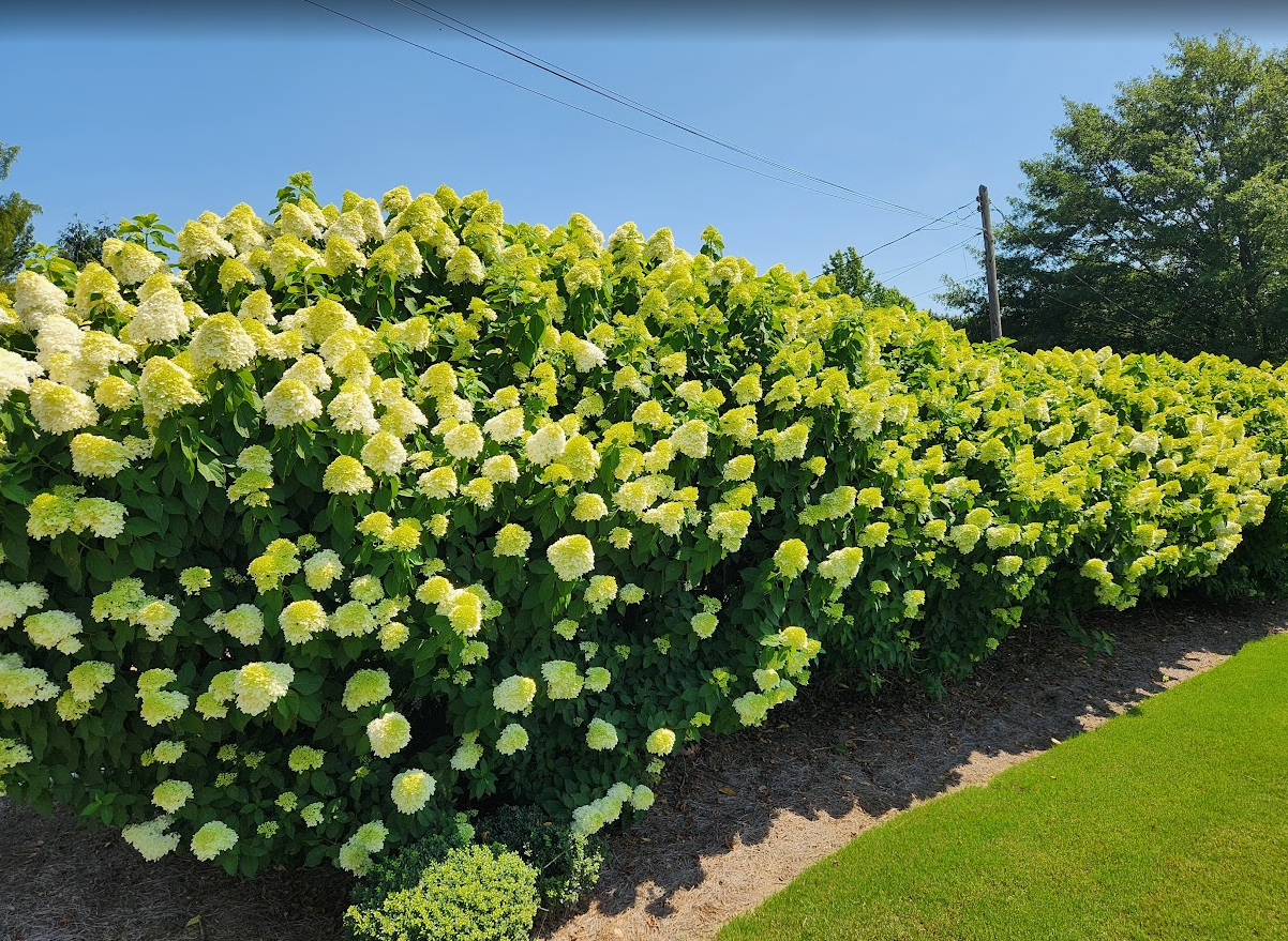 Limelight Hydrangea Photo