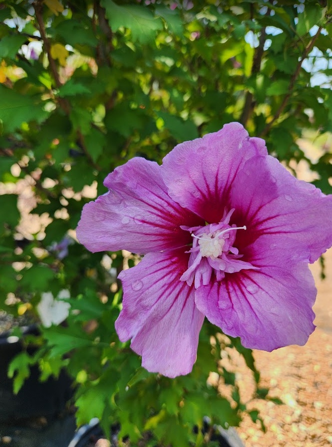 Purple Pillar Rose of Sharon Photo