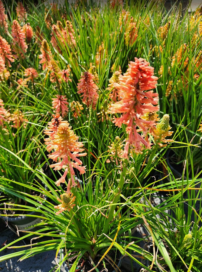 Red Hot Poker "Poco" Photo