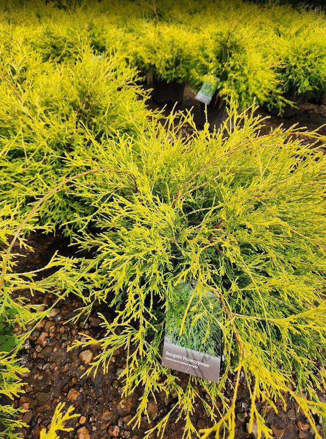 Sungold Falsecypress Photo