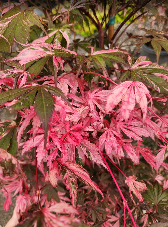 Acer Palmatum "Rainbow" Photo