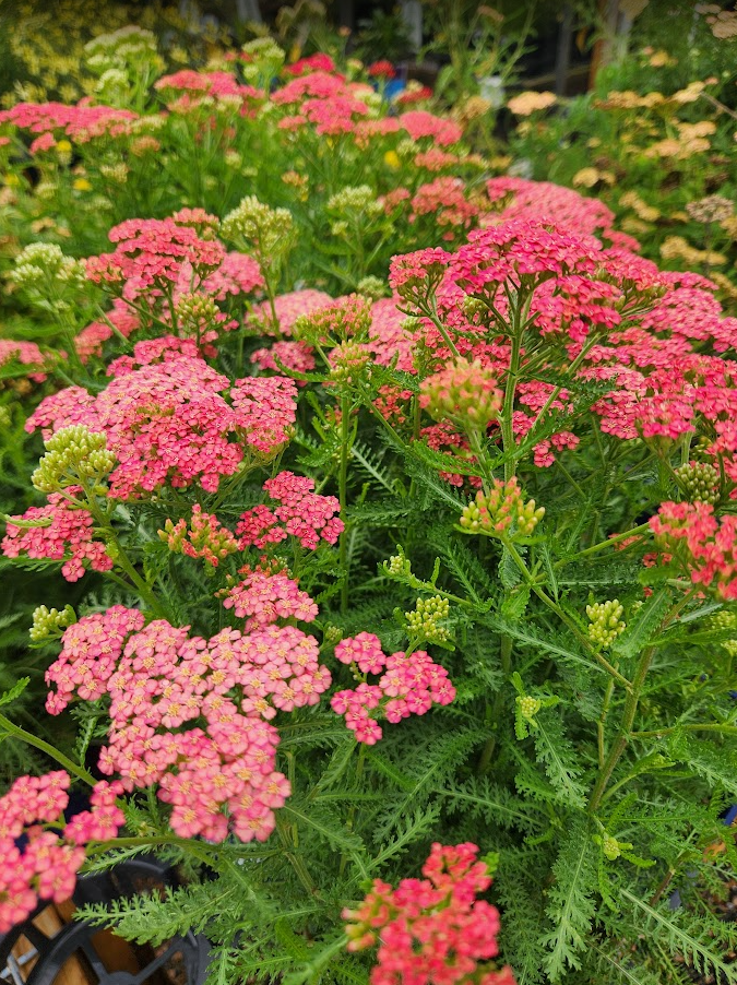 Achillea Milliefolium Tutti Frutti "Apricot Delight" Photo