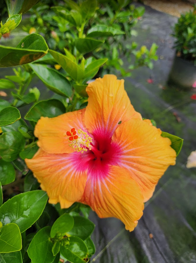Tropical Hibiscus Photo