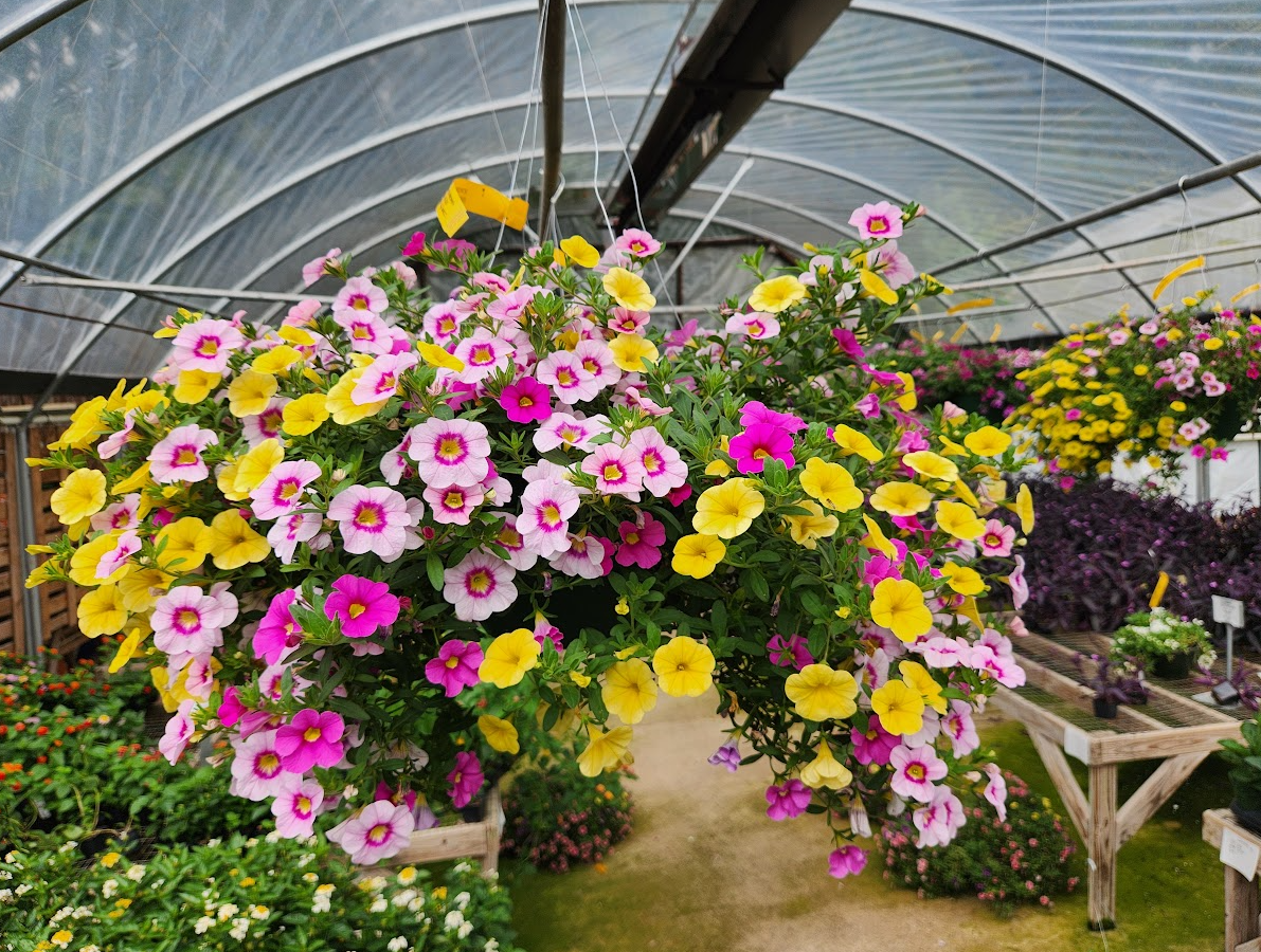 Hanging Basket Photo