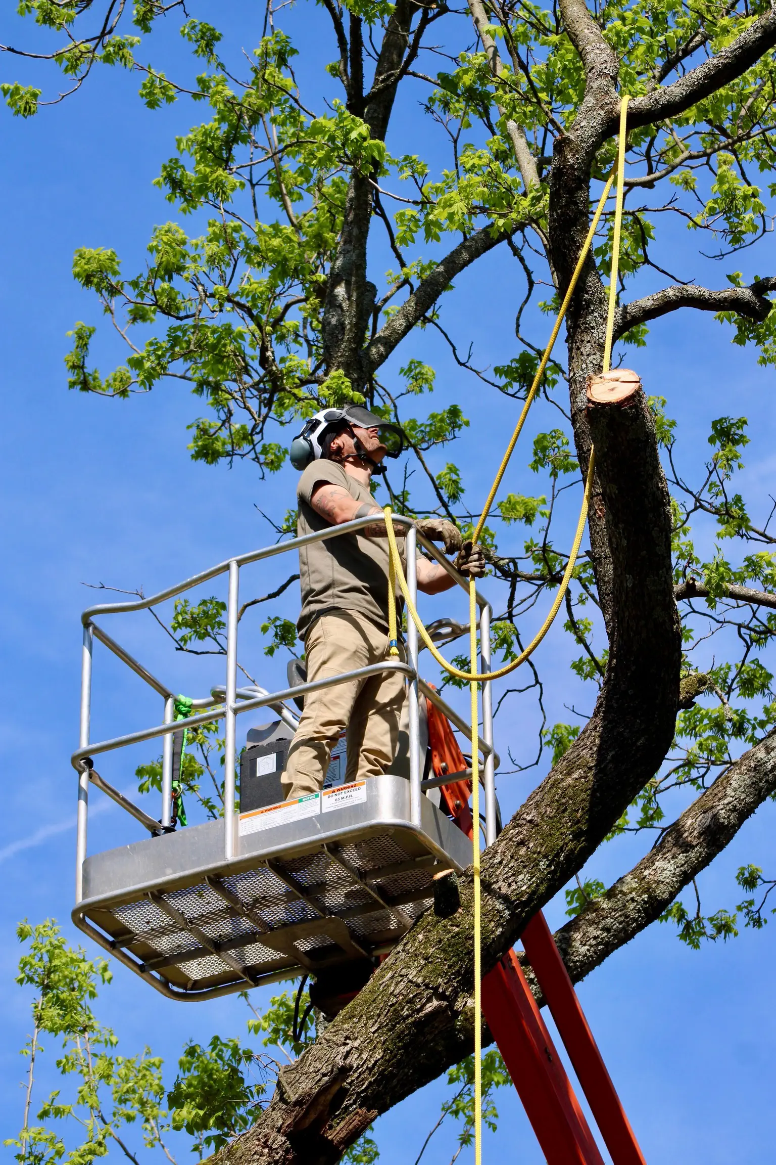 Tree Services Photo