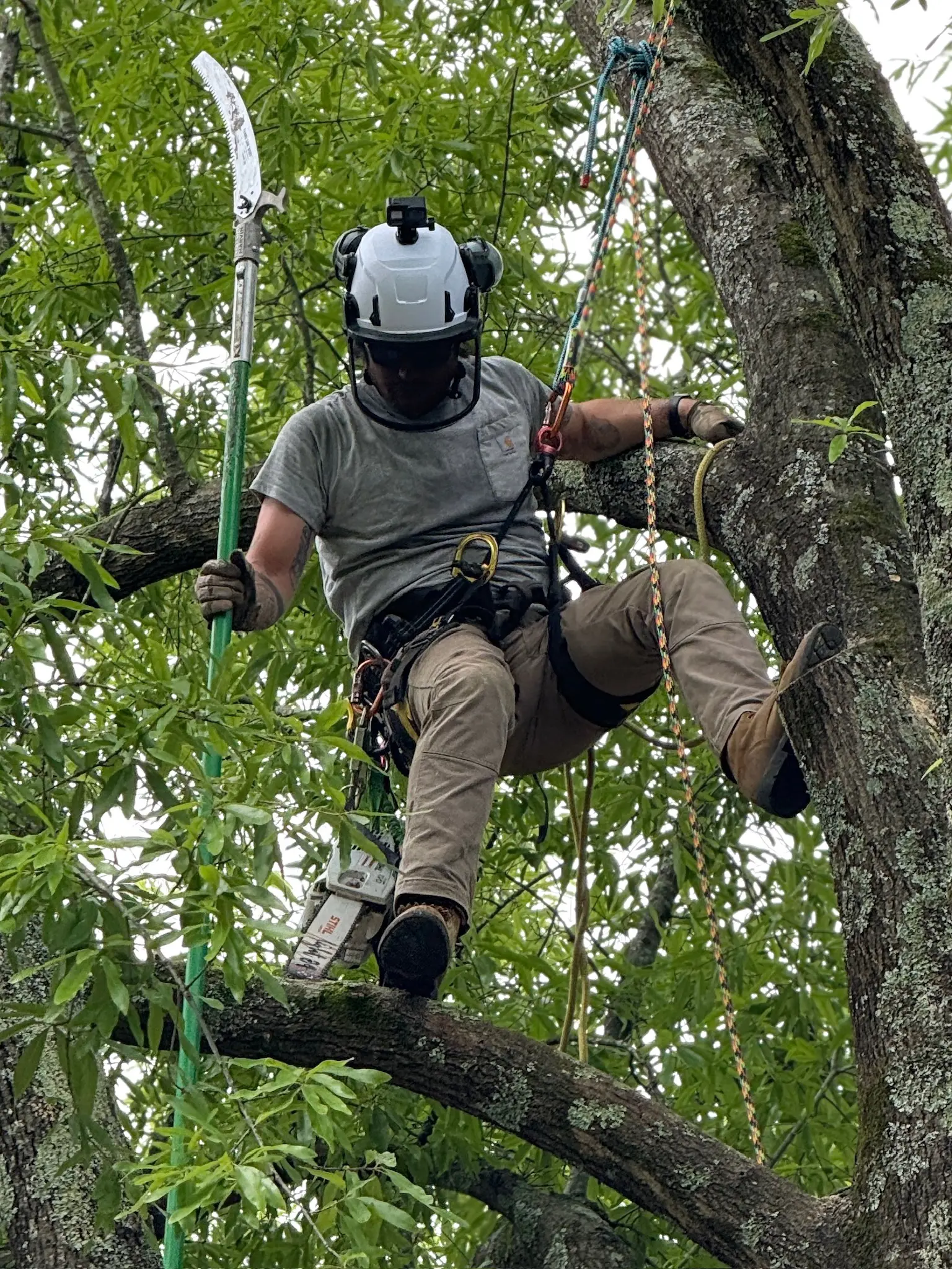 Tree Services Photo
