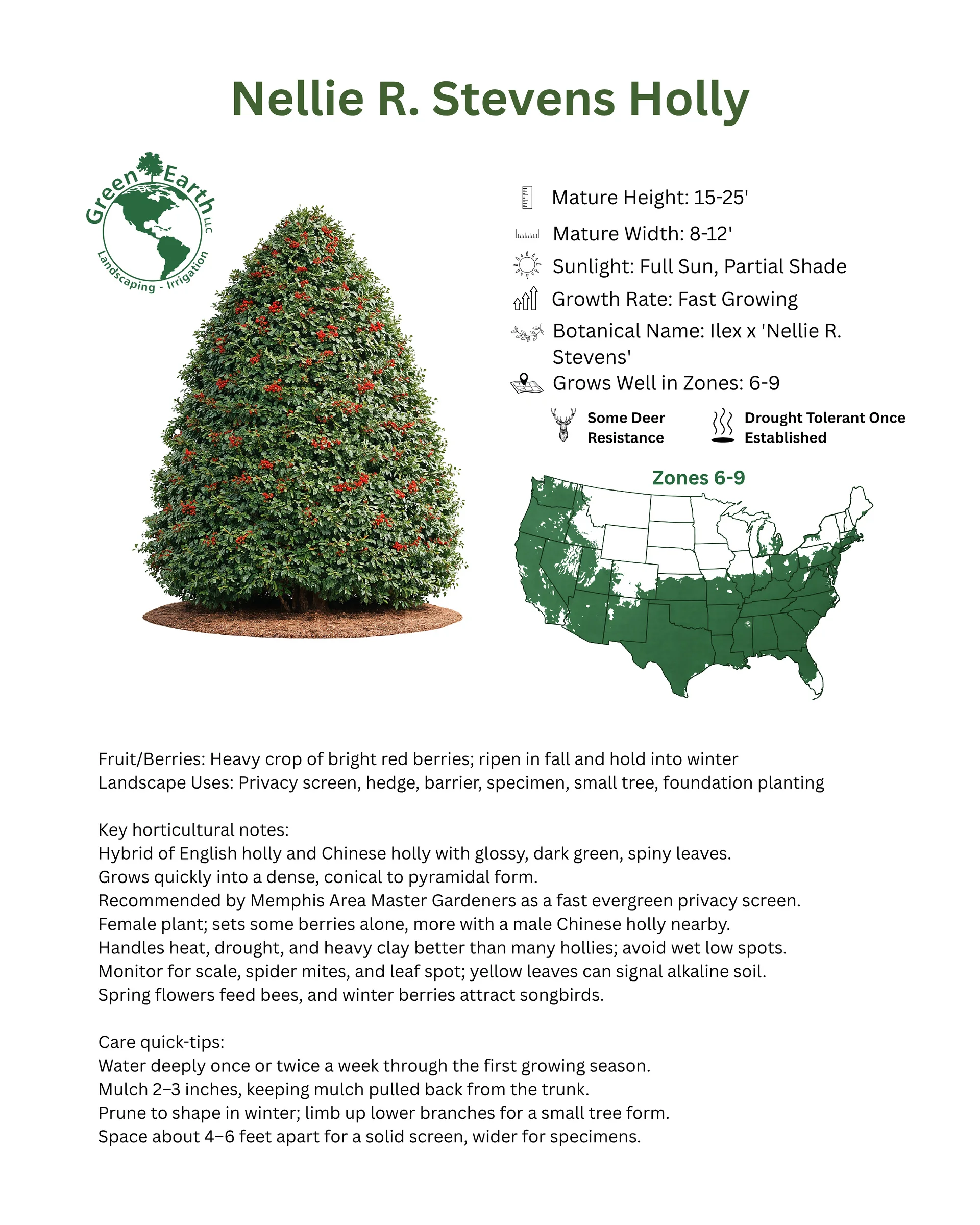 Nellie R. Stevens Holly plant bio card from Green Earth LLC: a cone-shaped evergreen holly covered in red berries, 15 to 25 feet tall, 8 to 12 feet wide, zones 6 to 9